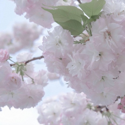 金堂福瑞交流群